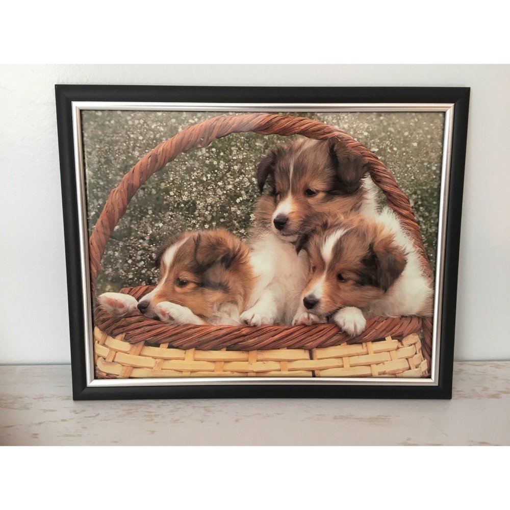 framed Sheltie poster, cute Shetland Sheepdog puppies in basket